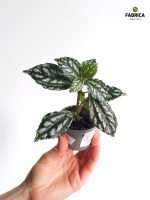 Pilea cadierei Silver - obrazek 2