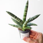 Sansevieria Boncellensis S / Sansewieria