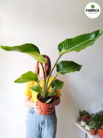 Strelitzia Nicolai L - obrazek 2