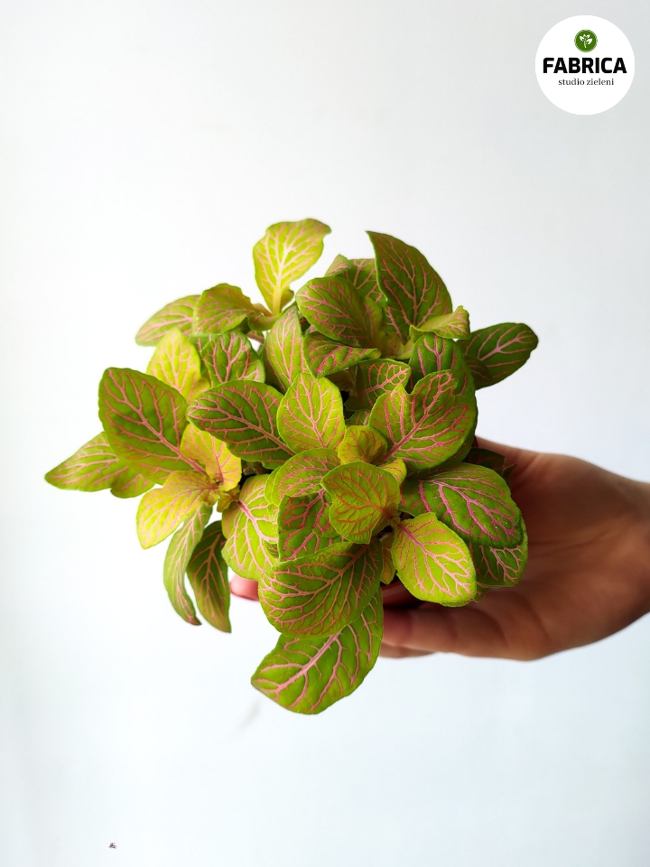 fittonia mosaic zolta 2 fittonia mosaic