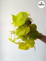 philodendron golden pothos