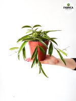 Hoja China Beans / Hoya wayeti - obrazek 3