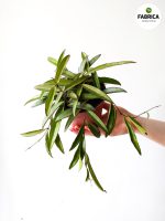 Hoja China Beans / Hoya wayeti - obrazek 2