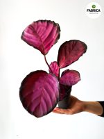 calathea roseopicta