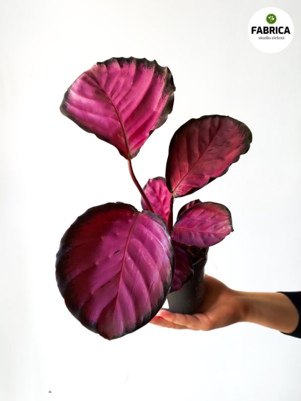 calathea roseopicta