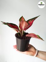 Aglaonema Red Cochin M - obrazek 4