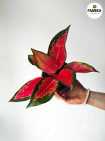 Aglaonema Red Cochin M - obrazek 3