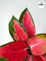 Aglaonema Red Cochin M - obrazek 2
