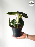 Alocasia Baginda 'Dargon Scale' - obrazek 2
