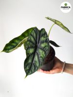 Alocasia Baginda 'Dargon Scale'
