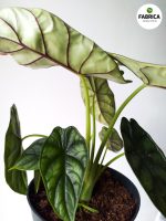 Alocasia Baginda 'Dargon Scale' - obrazek 3
