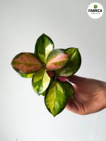 Hoya / Hoja Australis Lisa S - obrazek 3