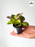 Hoya / Hoja Australis Lisa S - obrazek 2