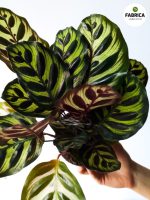 Calathea Makoyana