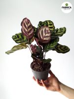 Calathea Makoyana - obrazek 4