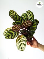 Calathea Makoyana - obrazek 3