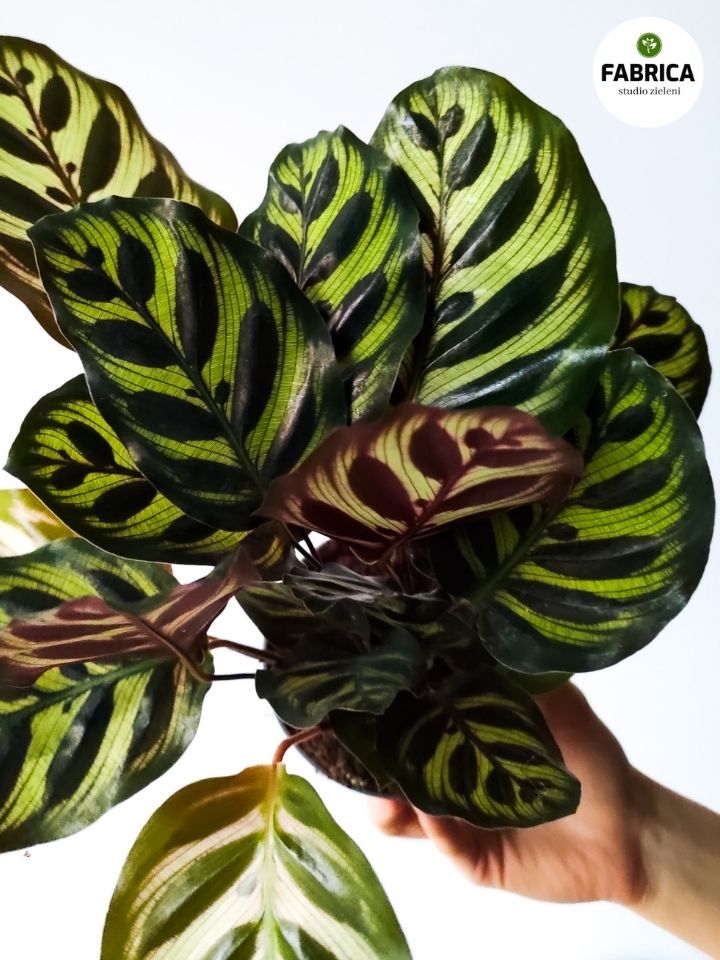 calathea makoyana Calathea Makoyana - obrazek 1