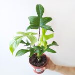 Filodendron / Philodendron 'Florida Beauty' green