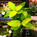 Filodendron / Philodendron Moonlight