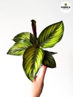 Calathea Beauty Star S / Kalatea - obrazek 9