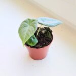 Alokazja / Alocasia MAHARANI - obrazek 3