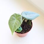 Alokazja / Alocasia MAHARANI - obrazek 2