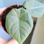 Alokazja / Alocasia MAHARANI - obrazek 7