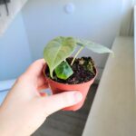 Alokazja / Alocasia MAHARANI - obrazek 6