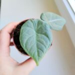 Alokazja / Alocasia MAHARANI - obrazek 5
