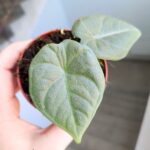Alokazja / Alocasia MAHARANI
