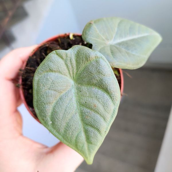 alocasia alokazja maharani (6) Alokazja / Alocasia MAHARANI - obrazek 1