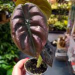 Alocasia cuprea 'Red Secret' S / Alokazja