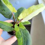 Alokazja / Alocasia lauterbachiana Variegata - obrazek 6