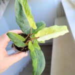 Alokazja / Alocasia lauterbachiana Variegata - obrazek 5