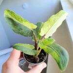 Alokazja / Alocasia lauterbachiana Variegata - obrazek 4