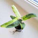 Alokazja / Alocasia lauterbachiana Variegata - obrazek 3