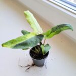 Alokazja / Alocasia lauterbachiana Variegata - obrazek 2