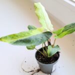Alokazja / Alocasia lauterbachiana Variegata
