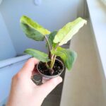 Alokazja / Alocasia lauterbachiana Variegata - obrazek 7