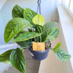 Epipremnum pinn. Marble Planet / Monstera Karstenianum - obrazek 14