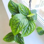 Epipremnum pinn. Marble Planet / Monstera Karstenianum - obrazek 15