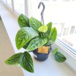 Epipremnum pinn. Marble Planet / Monstera Karstenianum - obrazek 9
