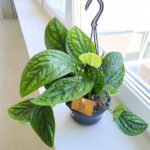 Epipremnum pinn. Marble Planet / Monstera Karstenianum