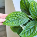 Epipremnum pinn. Marble Planet / Monstera Karstenianum - obrazek 11