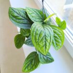 Epipremnum pinn. Marble Planet / Monstera Karstenianum - obrazek 12