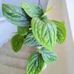 Epipremnum pinn. Marble Planet / Monstera Karstenianum - obrazek 13
