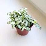 Fittonia White Tiger - obrazek 3