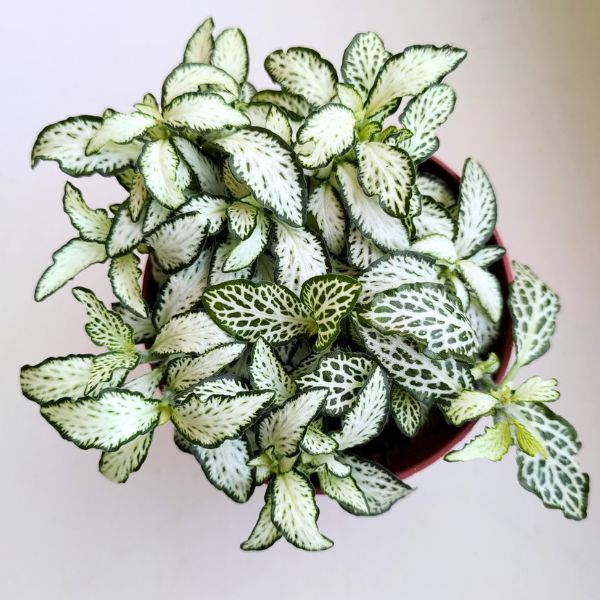 fittonia white tiger (2) Fittonia White Tiger - obrazek 1