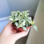 Fittonia White Tiger - obrazek 6