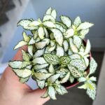 Fittonia White Tiger - obrazek 5